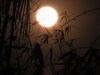 full_moon-over_bamboo.jpg